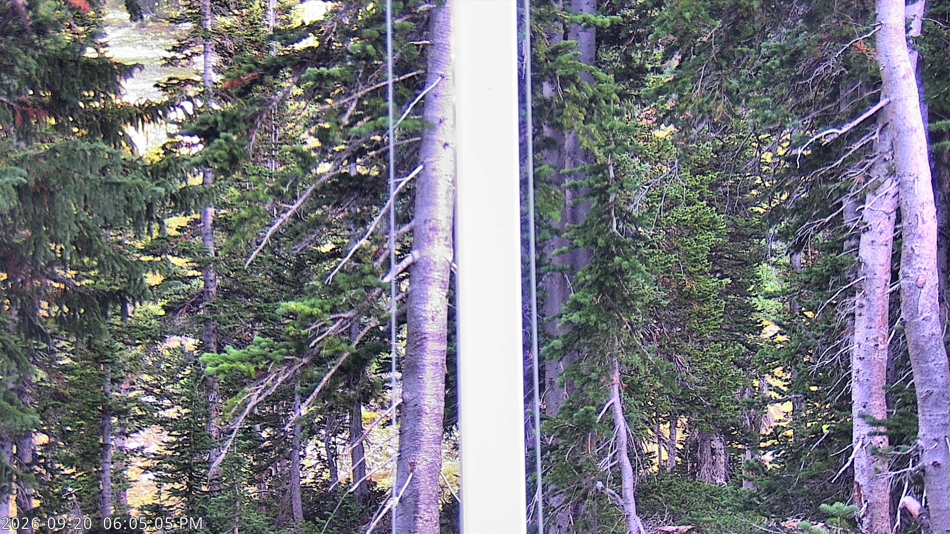 Collins Snow Stake