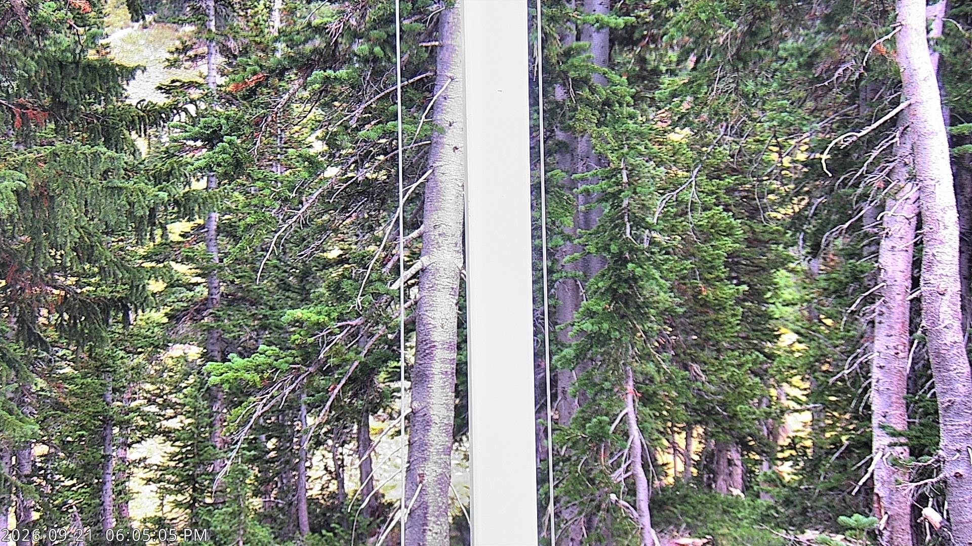 Collins Snow Stake
